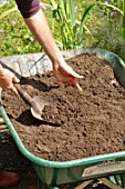 Preparation and planting in a wooden container