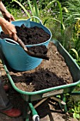 Preparation and planting in a wooden container