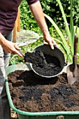 Preparation and planting in a wooden container