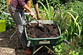 Preparation and planting in a wooden container