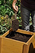 Preparation and planting in a wooden container