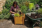 Preparation and planting in a wooden container