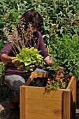 Preparation and planting in a wooden container