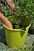 Preparation and planting in a wooden container