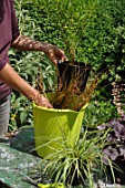 Preparation and planting in a wooden container