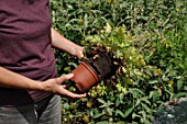 Preparation and planting in a wooden container