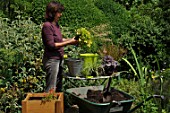 Preparation and planting in a wooden container