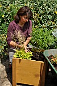 Preparation and planting in a wooden container