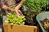 Preparation and planting in a wooden container