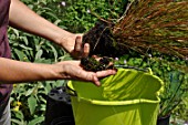 Preparation and planting in a wooden container