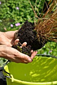 Preparation and planting in a wooden container