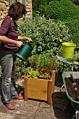 Preparation and planting in a wooden container