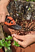 Cleaning and repotting of Fuchsia magellanica