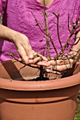 Cleaning and repotting of Fuchsia magellanica