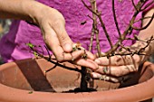 Cleaning and repotting of Fuchsia magellanica