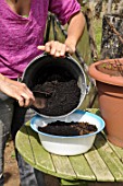 Cleaning and repotting of Fuchsia magellanica