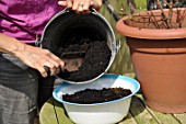 Cleaning and repotting of Fuchsia magellanica