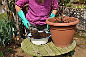 Cleaning and repotting of Fuchsia magellanica