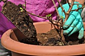 Cleaning and repotting of Fuchsia magellanica