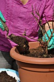 Cleaning and repotting of Fuchsia magellanica