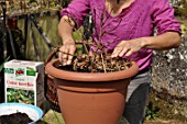 Cleaning and repotting of Fuchsia magellanica