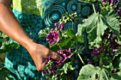 Picking of Malva (mallow) flowers in a garden