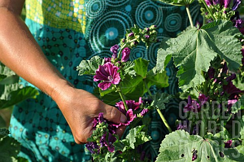 Picking_of_Malva_mallow_flowers_in_a_garden