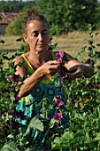 Picking of Malva (mallow) flowers in a garden