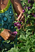 Picking of Malva (mallow) flowers in a garden