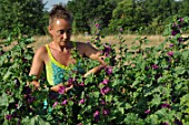 Picking of Malva (mallow) flowers in a garden