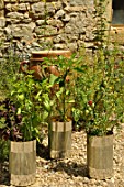 Tin can mini kitchen garden