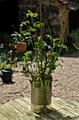 Tin can mini kitchen garden