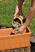 Preparation and planting of a window flower box