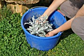 Preparation and planting of a window flower box