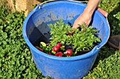 Preparation and planting of a window flower box