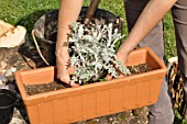 Preparation and planting of a window flower box