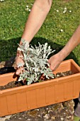 Preparation and planting of a window flower box