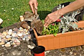 Preparation and planting of a window flower box