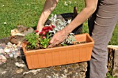 Preparation and planting of a window flower box