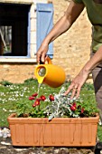 Preparation and planting of a window flower box