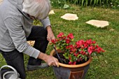 Feeding of a Azalea japonica