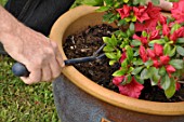 Feeding of a Azalea japonica