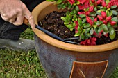 Feeding of a Azalea japonica