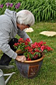 Feeding of a Azalea japonica