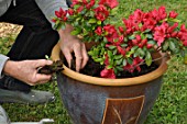 Feeding of a Azalea japonica