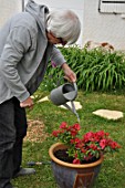 Feeding of a Azalea japonica