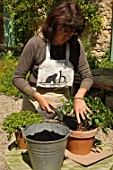 Feeding of a perennial plant in a pot