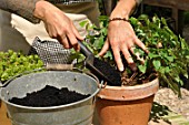 Feeding of a perennial plant in a pot