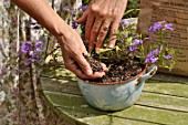 Cleaning and muching a plant in a pot