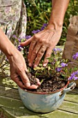 Cleaning and muching a plant in a pot